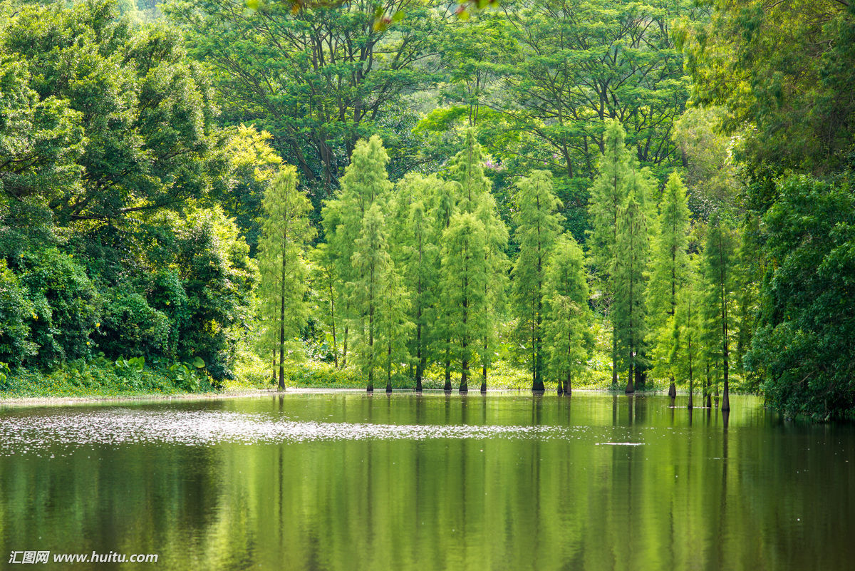 南縣天順園林綠化有限公司,南縣水杉銷售,池杉,落羽杉