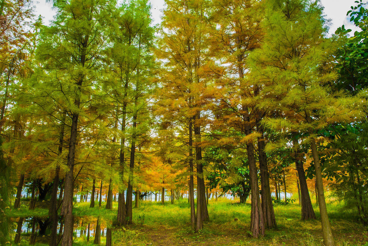 南縣天順園林綠化有限公司,南縣水杉銷售,池杉,落羽杉