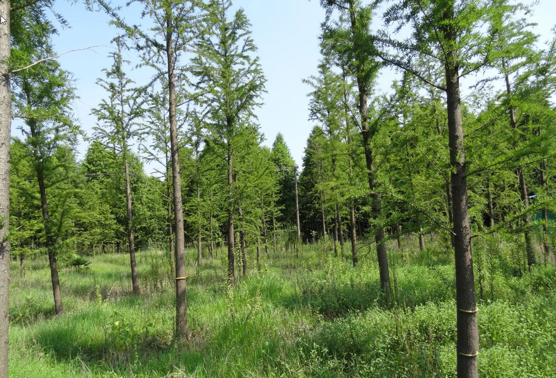 南縣天順園林綠化有限公司,南縣水杉銷售,池杉,落羽杉